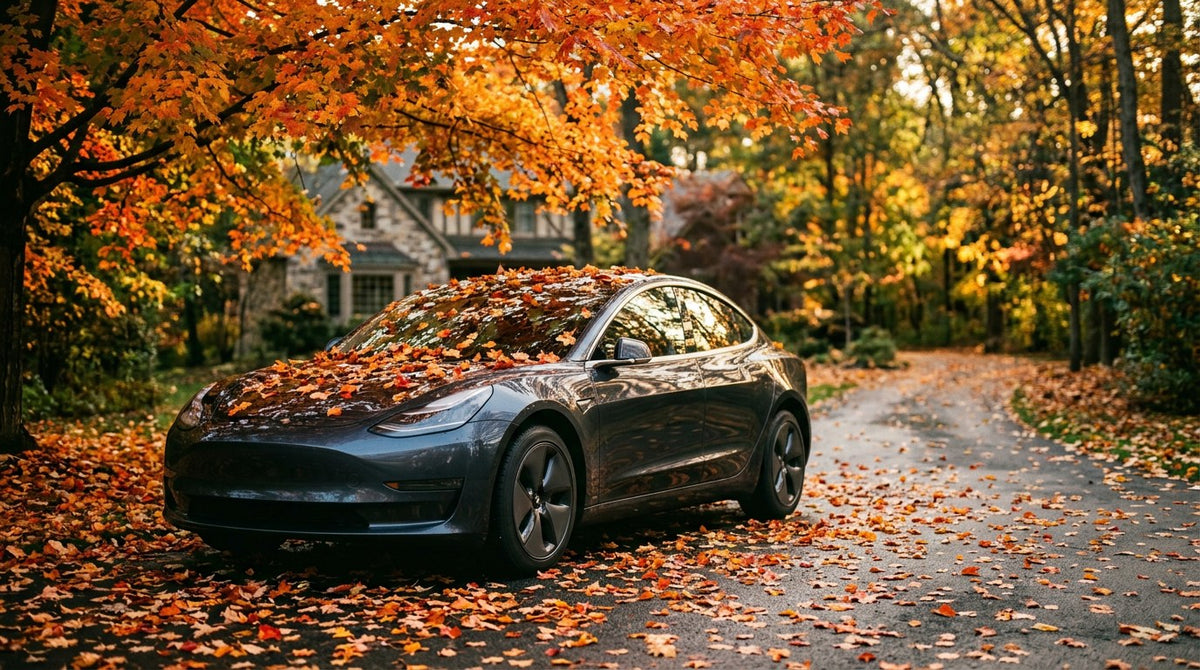 Dark charcoal sedan covered in fall leaves parked under autumn maple canopy